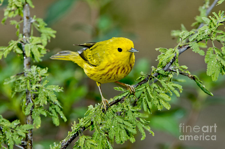 Warbler Photograph - Yellow Warbler #2 by Anthony Mercieca