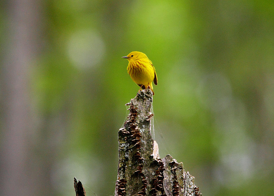 Yellow Warbler Photograph by Dawn J Benko