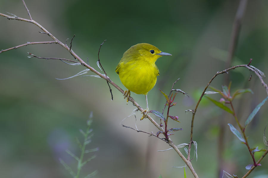 Yellow Warbler, Near El Junco Lagoon Photograph by John Shaw