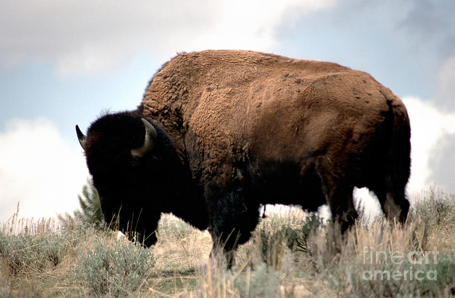 Yellowstone Bison #2 Photograph by Sharon Elliott