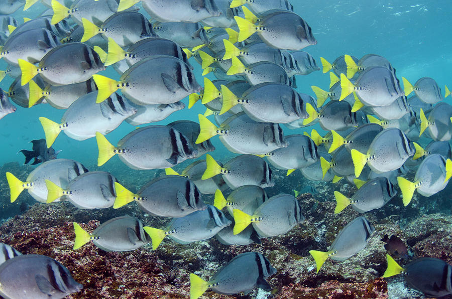 Diving Photograph - Yellowtail Surgeonfish (prionurus by Pete Oxford