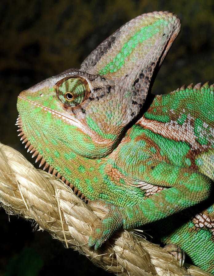 Yemen Or Veiled Chameleon #2 Photograph by Nigel Downer