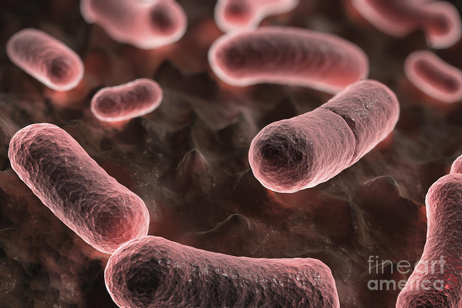 Pathogenic Bacteria Photograph - Yersinia Pestis Black Plague #2 by Science Picture Co