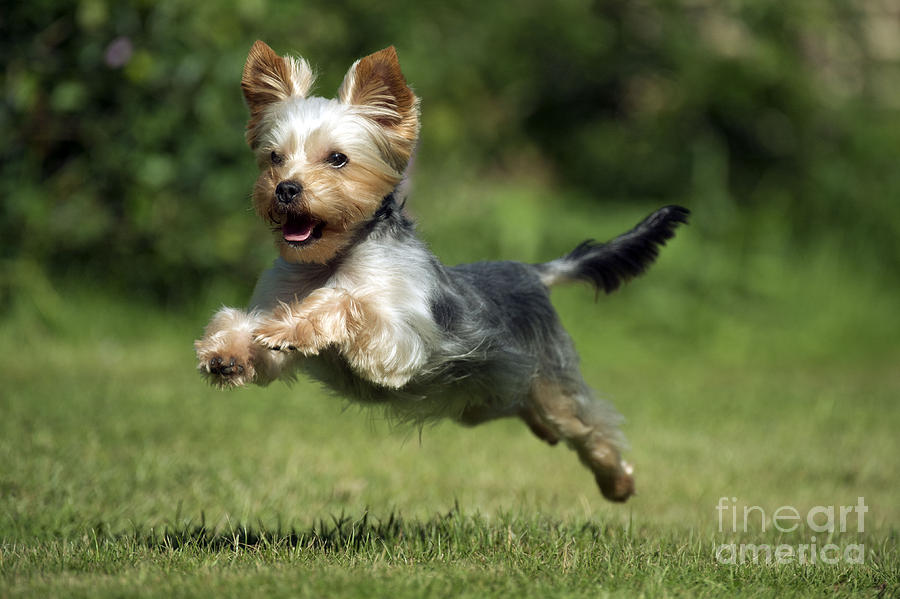 Yorkshire Terrier Dog #2 Photograph by John Daniels