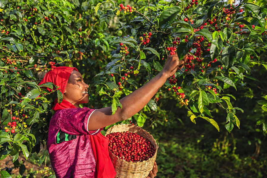 Young African woman collecting coffee cherries, East Africa #2 Photograph by Bartosz Hadyniak