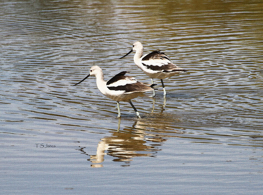 Young Avocets #2 Photograph by Tom Janca