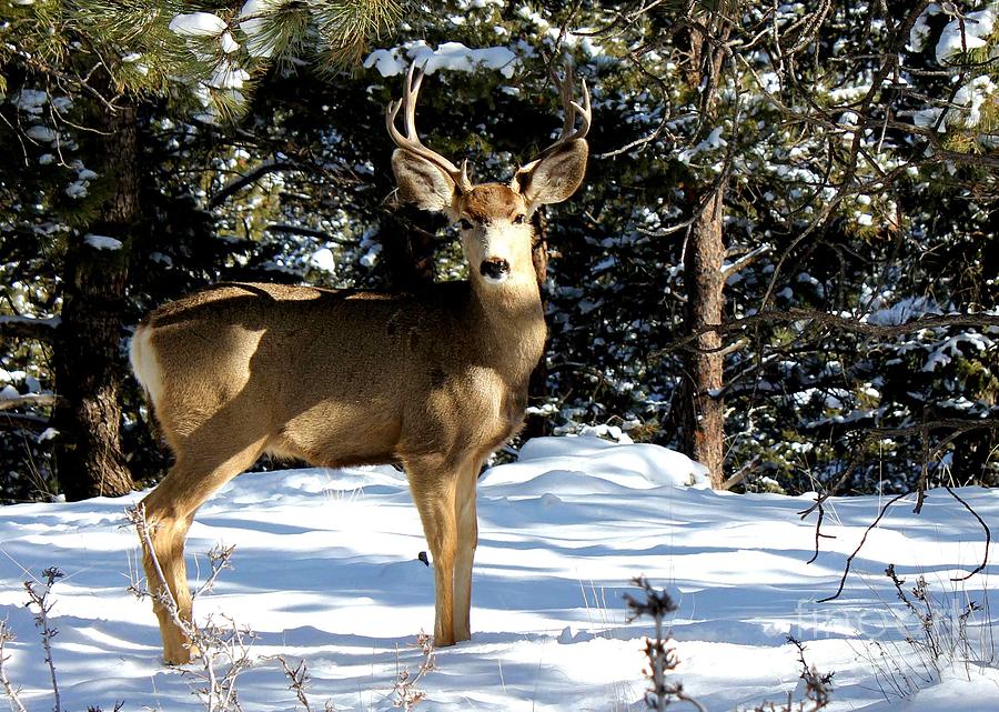 Deer Photograph - Young Buck #2 by Claudette Bujold-Poirier