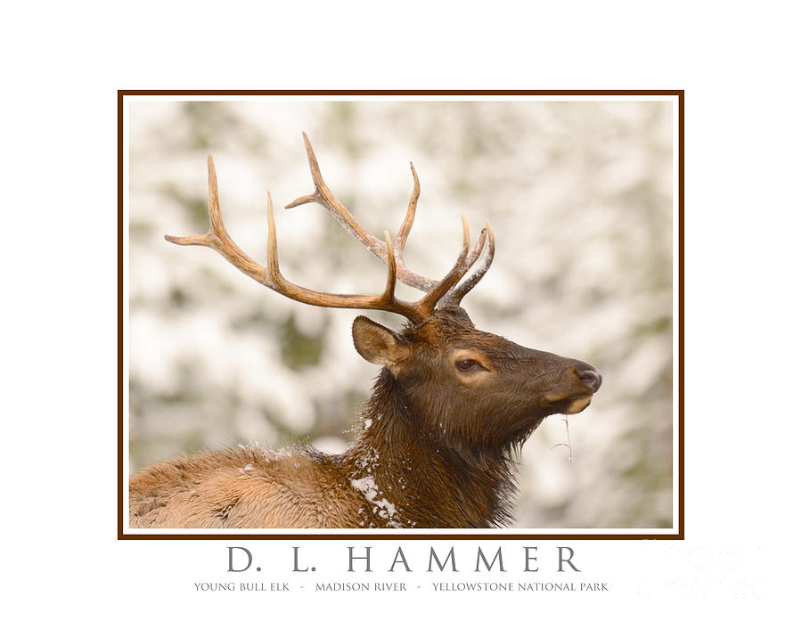 Young Bull Elk #2 Photograph by Dennis Hammer
