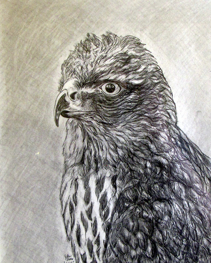 Young Hawk #2 Drawing by John Duran