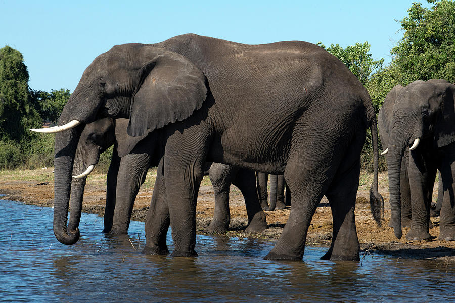Elephant Photograph - Zambia #2 by Sergi Reboredo