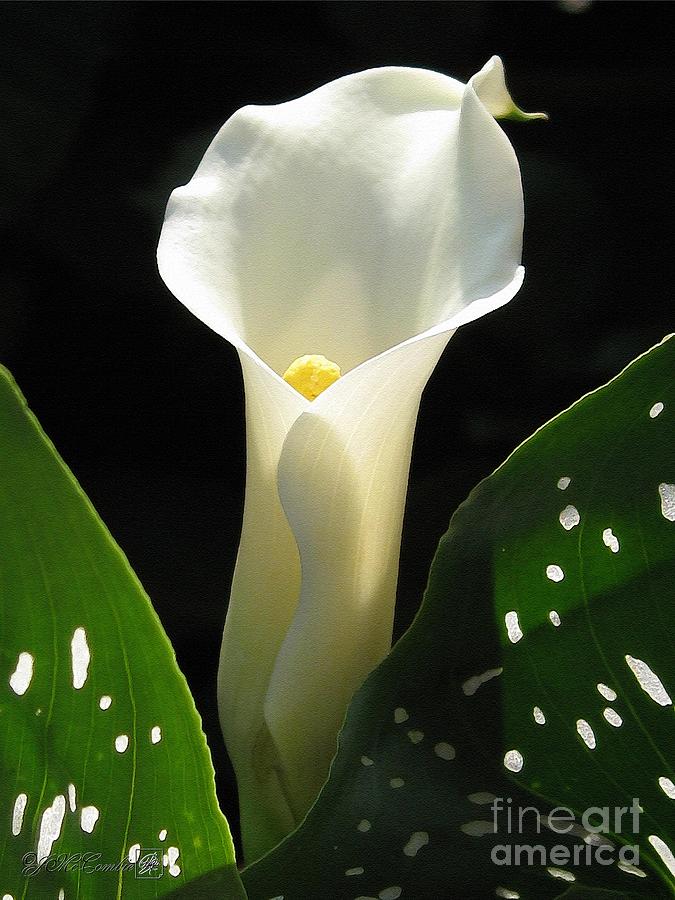 Nature Painting - Zantedeschia named Little Jimmy #2 by J McCombie