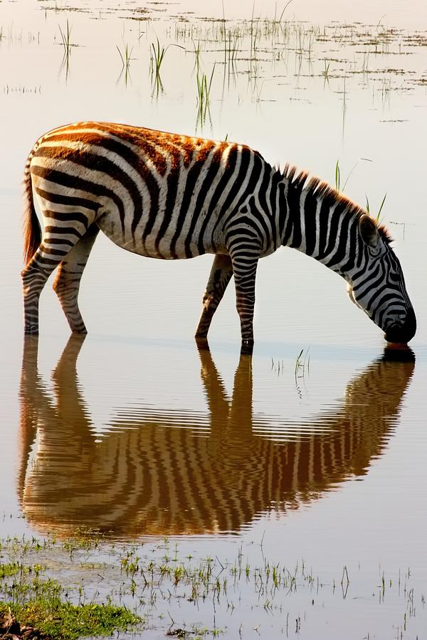 Zebra at Waterhole #1 Photograph by Amanda Stadther