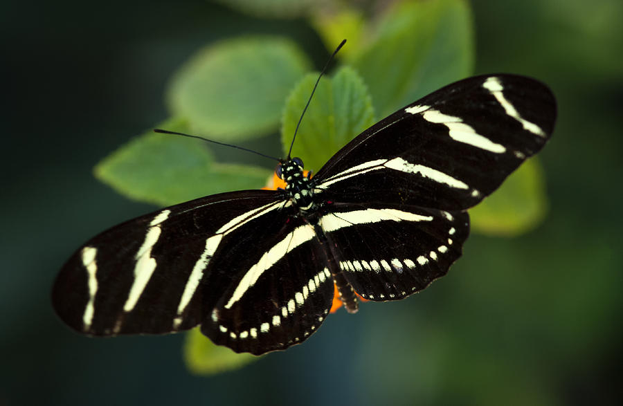 spotted zebra butterfly spotted zebra butterfly