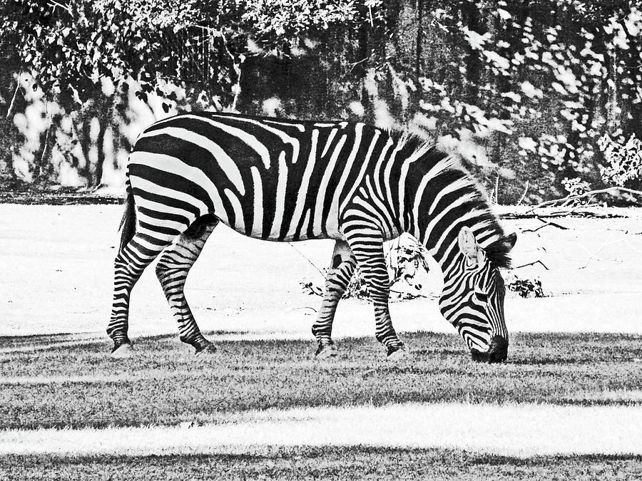 Zebra #1 Photograph by Lizi Beard-Ward