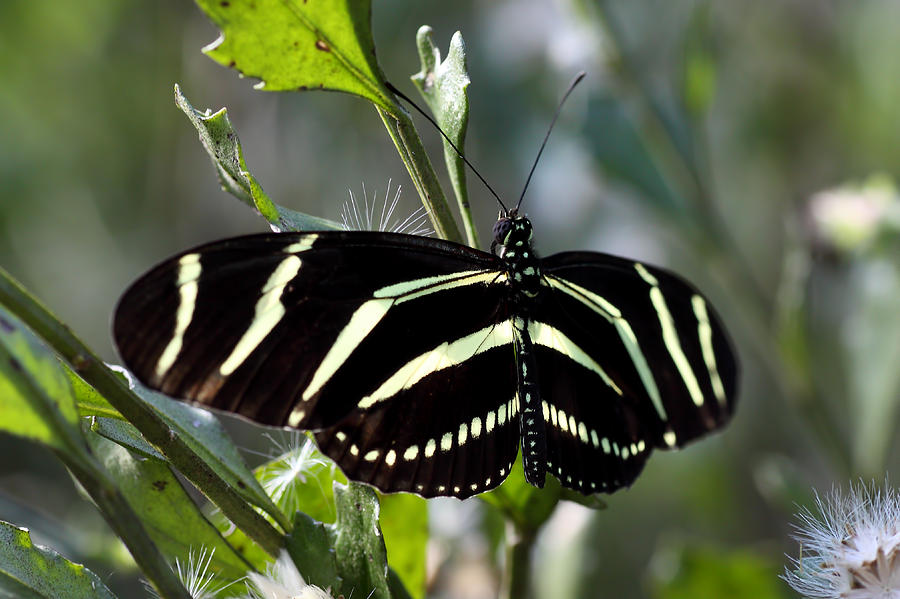 Zebra longwing Butterfly-4 Photograph by Rudy Umans