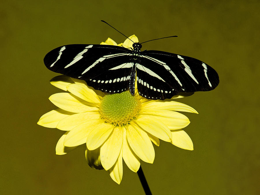 Butterfly Photograph - Zebra Longwing #2 by Millard H. Sharp