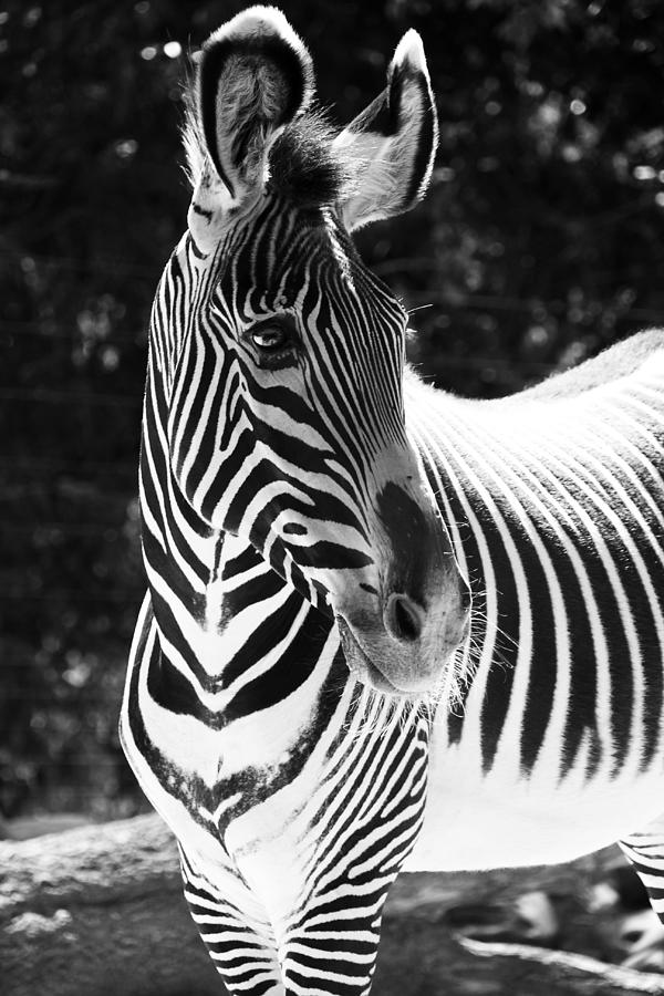 Zebra Portrait #2 Photograph by Aidan Moran