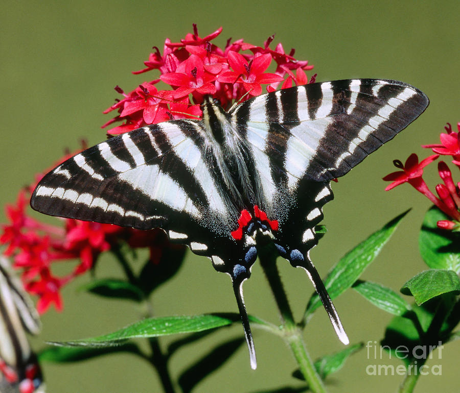 Zebra Swallowtail Butterfly #2 Photograph by Millard H. Sharp