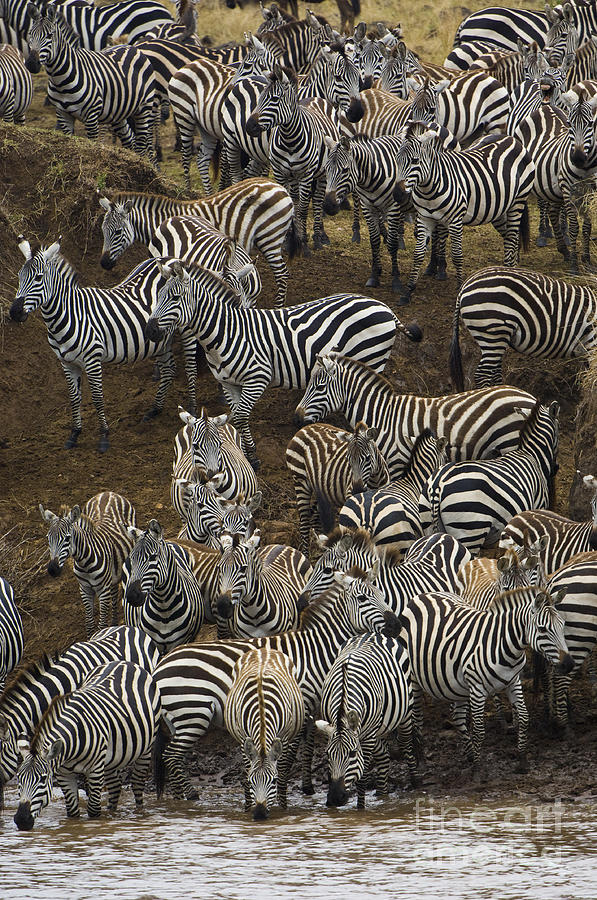 Zebras Crossing Mara River, Kenya #2 Photograph by John Shaw