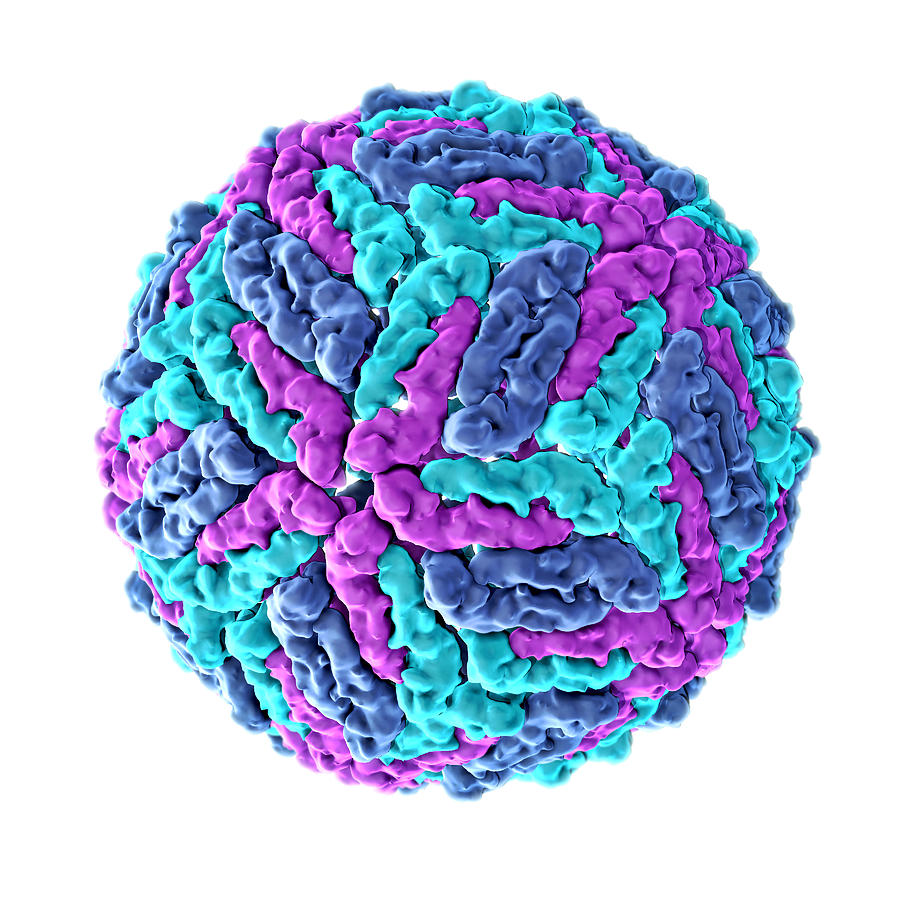 Zika Virus, Molecular Model #2 Photograph by Evan Oto