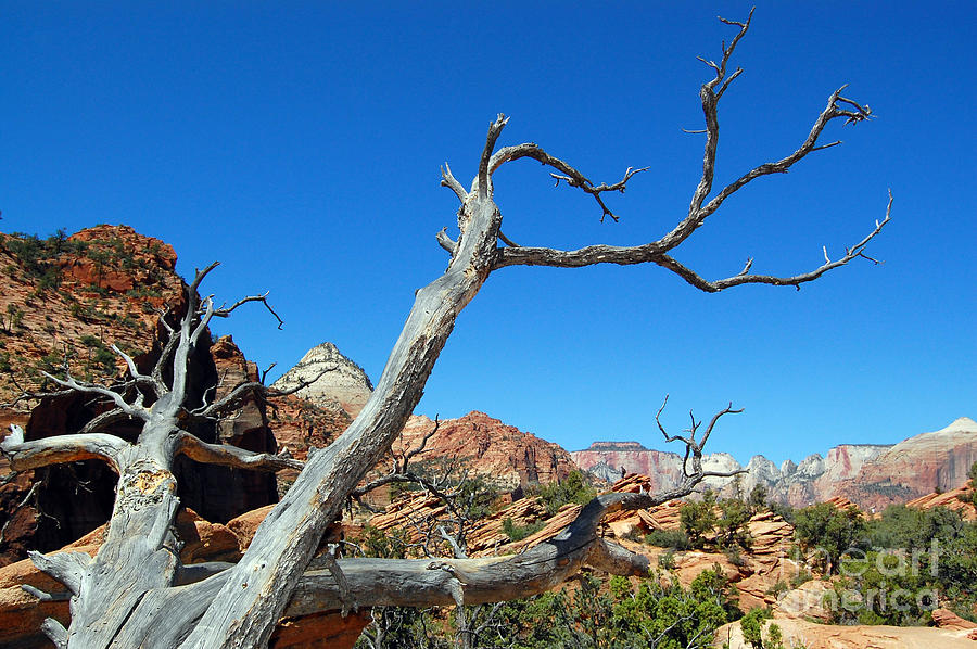 Zion National Park Photograph - Zion Reaching Tree by Debra Thompson