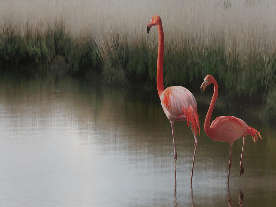 Flamingo Photograph - ... #20 by Anna Cseresnjes