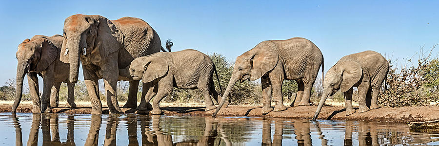 Nature Photograph - African Elephants Loxodonta Africana #20 by Panoramic Images