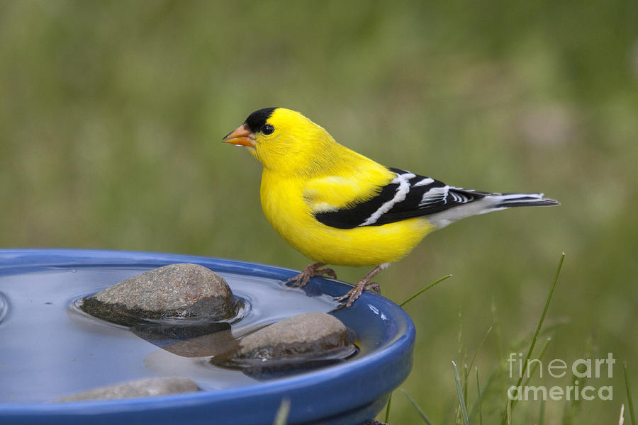 American Goldfinch #20 Photograph by Linda Freshwaters Arndt