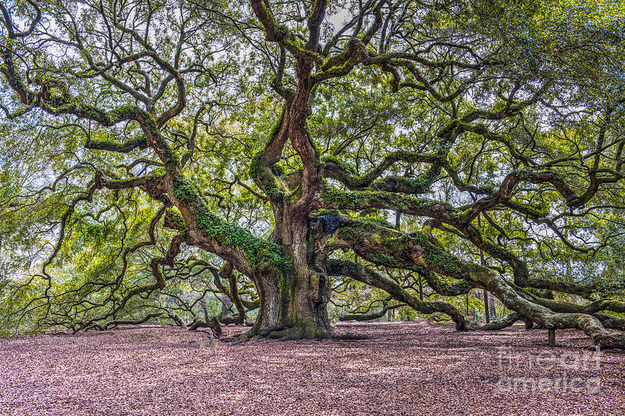 Tree Photograph - Mystical Angel Oak Tree by Dale Powell