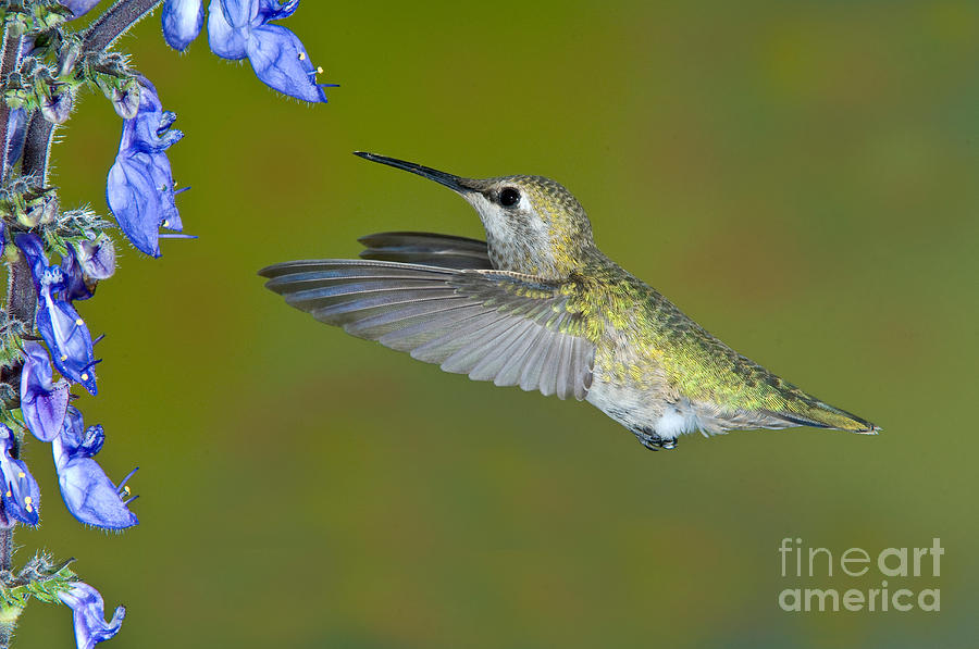 Annas Hummingbird #20 Photograph by Anthony Mercieca
