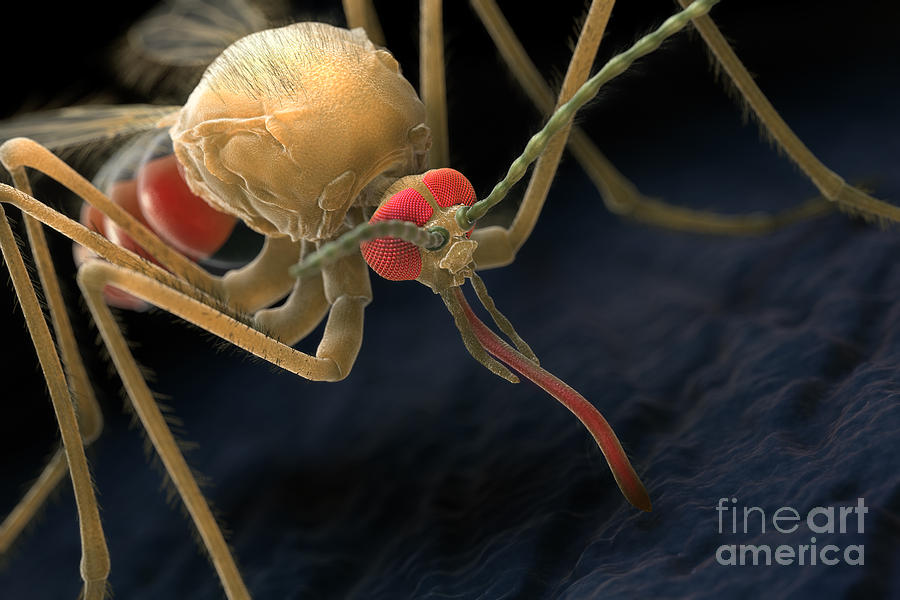 Anopheles Mosquito #20 Photograph by Science Picture Co