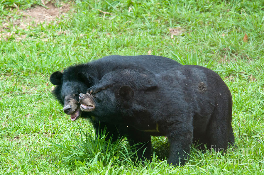 Asian Black Bear #20 Photograph by Mark Newman
