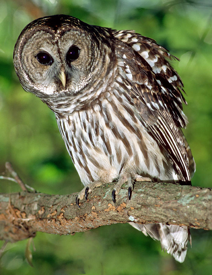 Barred Owl #20 Photograph by Millard H. Sharp