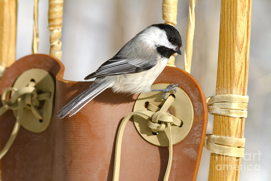 Black-capped Chickadee #20 Photograph by Linda Freshwaters Arndt