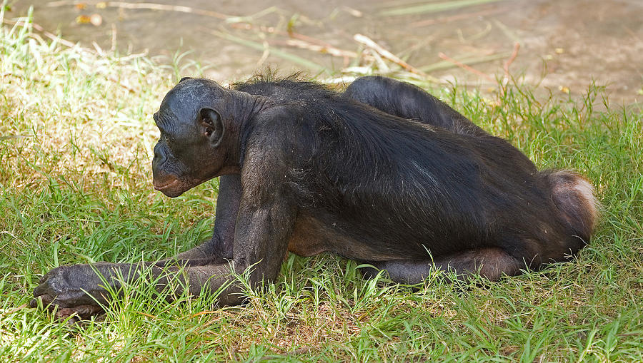 Bonobo #20 Photograph by Millard H. Sharp