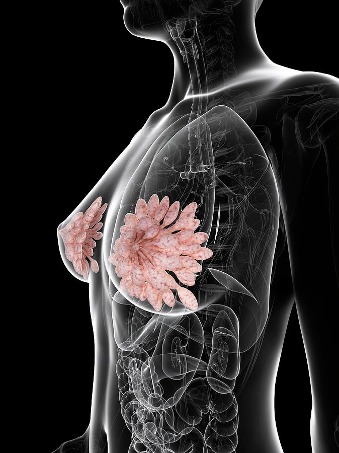 Anatomy Of The Female Breast - Health Library