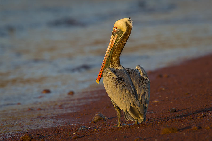 Brown Pelican #20 Photograph by John Shaw