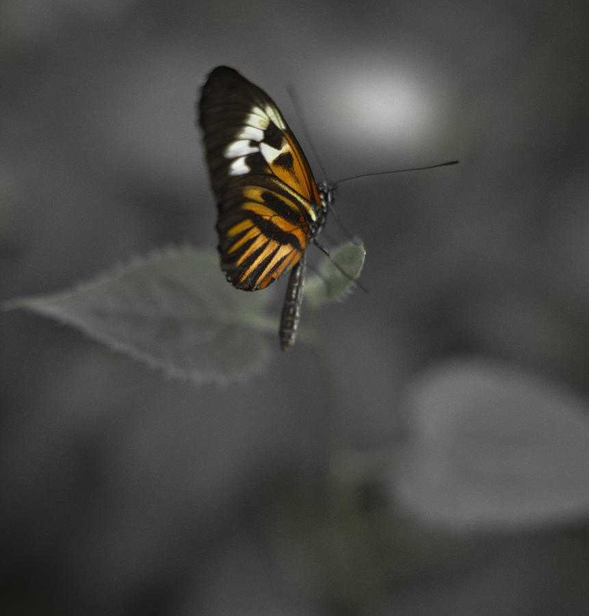 Butterfly #20 Photograph by Bradley R Youngberg