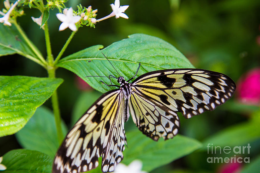 Butterfly #3 Photograph by Rene Triay FineArt Photos