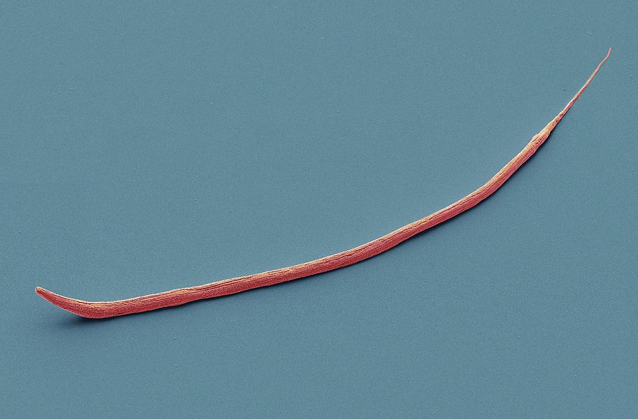 C. Elegans Worm Photograph by Steve Gschmeissner | Fine Art America