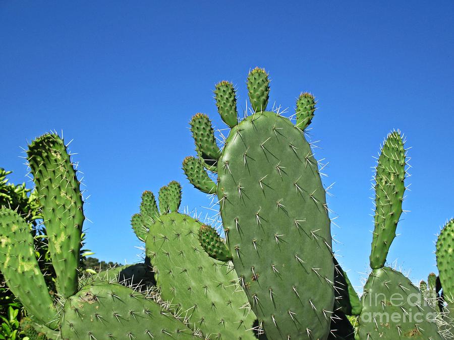 Cacti #10 Photograph by Chani Demuijlder
