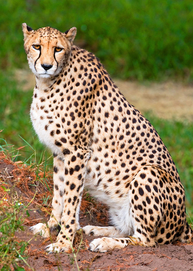 Cheetah #20 Photograph by Millard H. Sharp