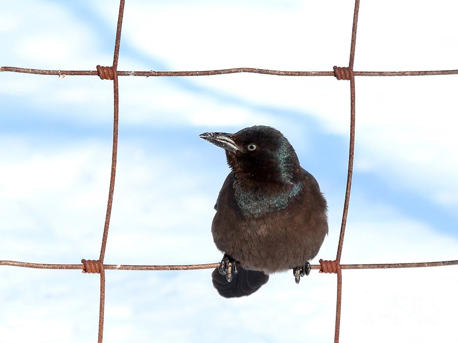 Common Grackle #20 Photograph by Jack R Brock
