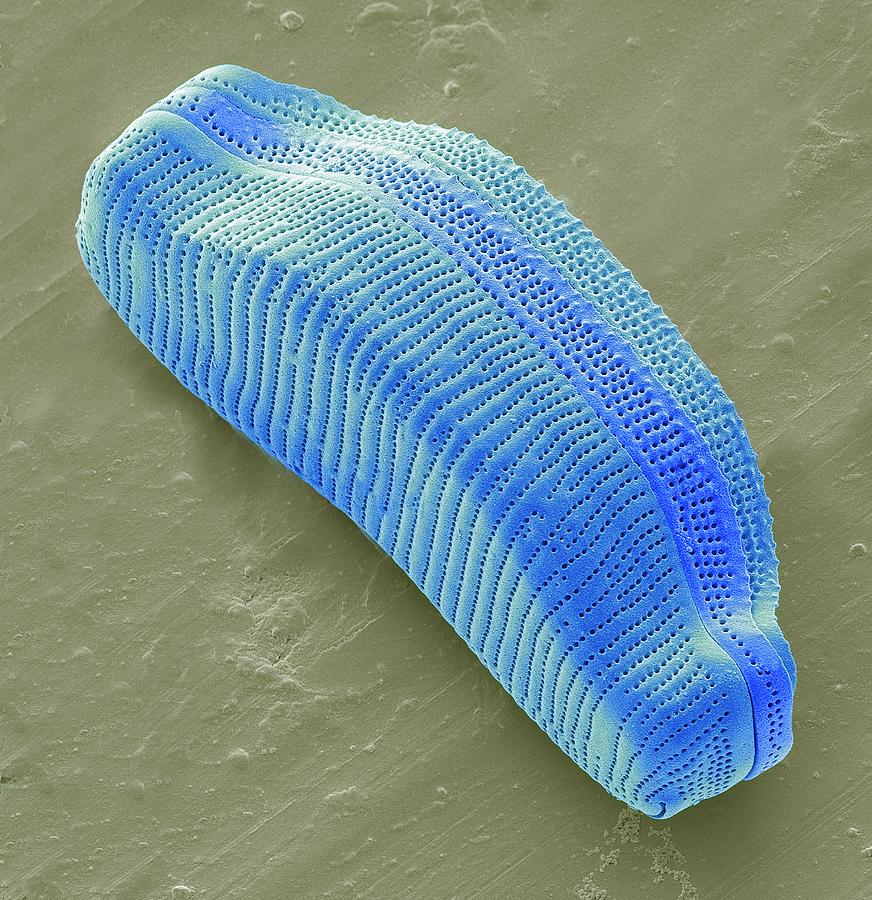 Diatom #20 Photograph by Steve Gschmeissner