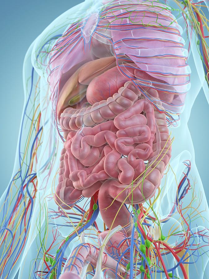 Digestive System Photograph By Sciepro - Fine Art America