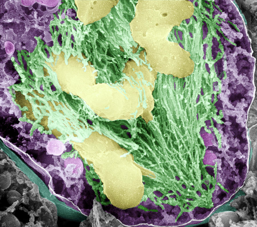 Dividing Pollen Cell #20 Photograph by Professor T. Naguro