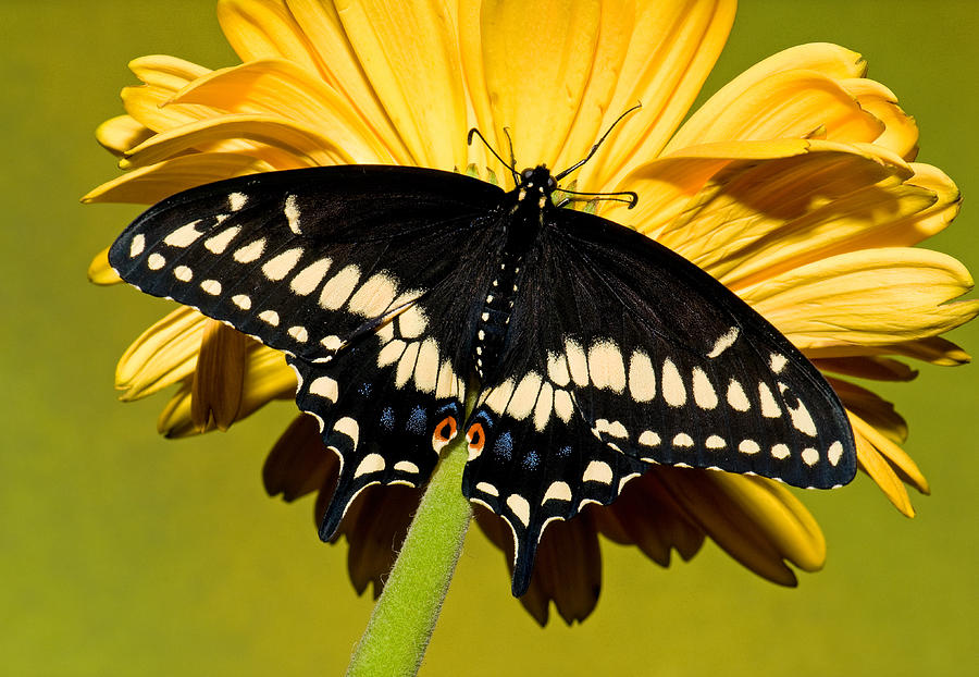 Butterfly Photograph - Eastern Black Swallowtail Butterfly #20 by Millard H. Sharp