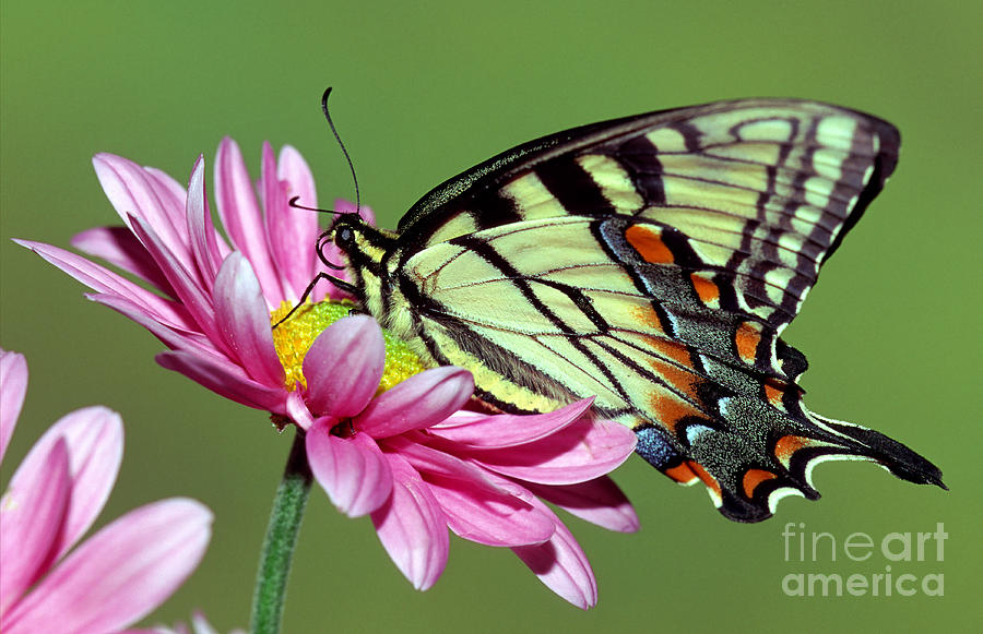 Eastern Tiger Swallowtail Butterfly Photograph by Millard H. Sharp
