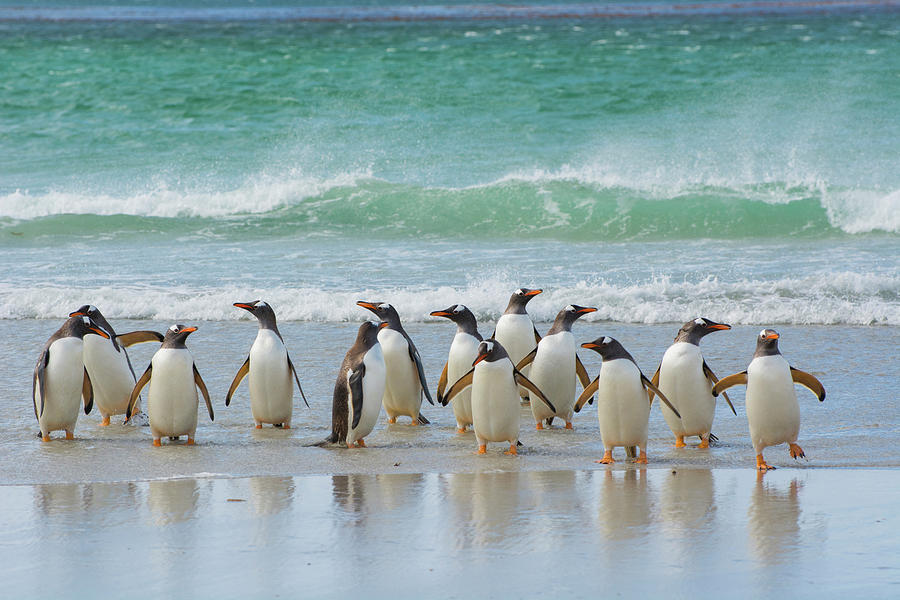 Penguin Photograph - Falkland Islands #20 by Inger Hogstrom