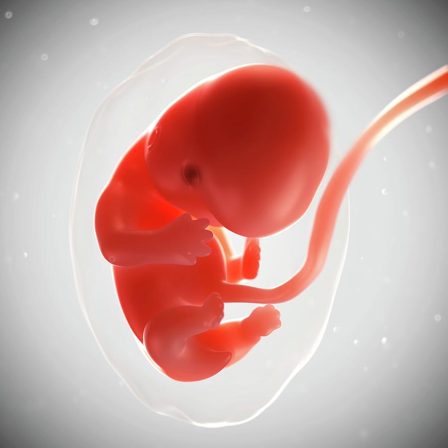 Foetus At 7 Weeks #20 Photograph By Sciepro Science Photo Library 